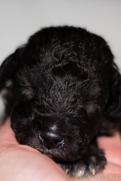 2014-02-18 Welpen Svet & Ruby-1918.jpg - Day 15